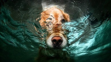 Русские научили дышать под водой собак