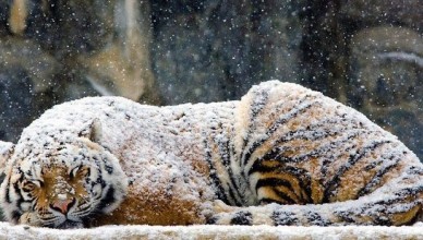 День тигра — 6ая годовщина День тигра — 6ая годовщина