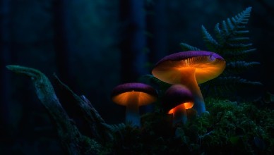 Ученые вывели светящиеся растения