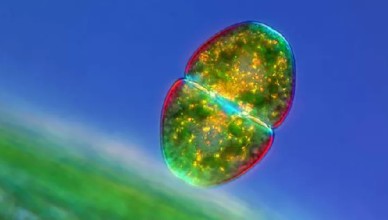 Новейшая теория возникновения жизни на Земле Новейшая теория возникновения жизни на Земле